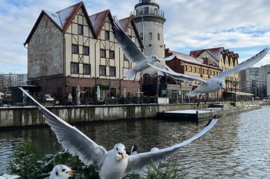 Групповые туры по Калининграду недорого